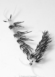 Black&White Nudibranches. by Francesco Pacienza 